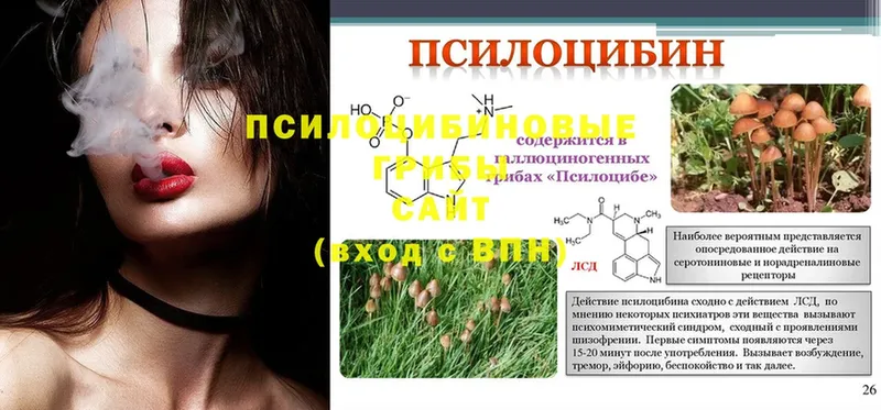 Псилоцибиновые грибы Psilocybe  Покровск 